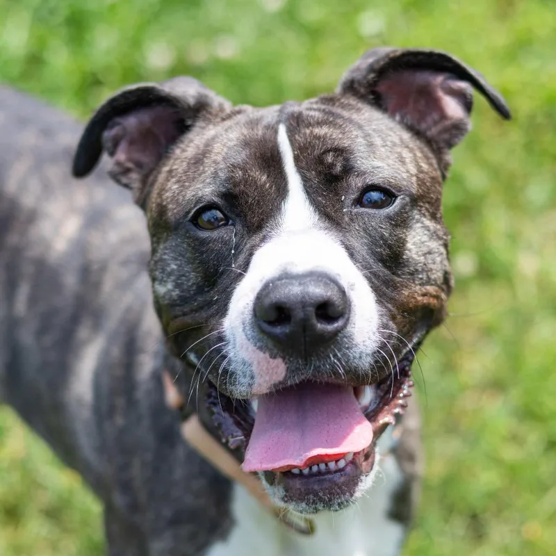 An adult medium-sized female Brindle Pit Bull Terrier dog named Angel Melody for adoption in Wilmington, DE