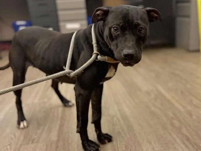 An adult medium-sized female Pit Bull Terrier dog named Eve for adoption in Martinez, CA