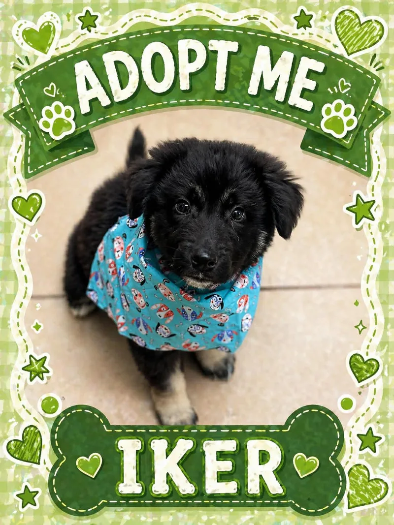 A baby medium-sized male Black Shepherd dog named Iker for adoption in Bowie, TX