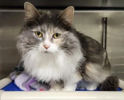 An adult large-sized female Domestic Long Hair cat named India for adoption in Hobart, IN