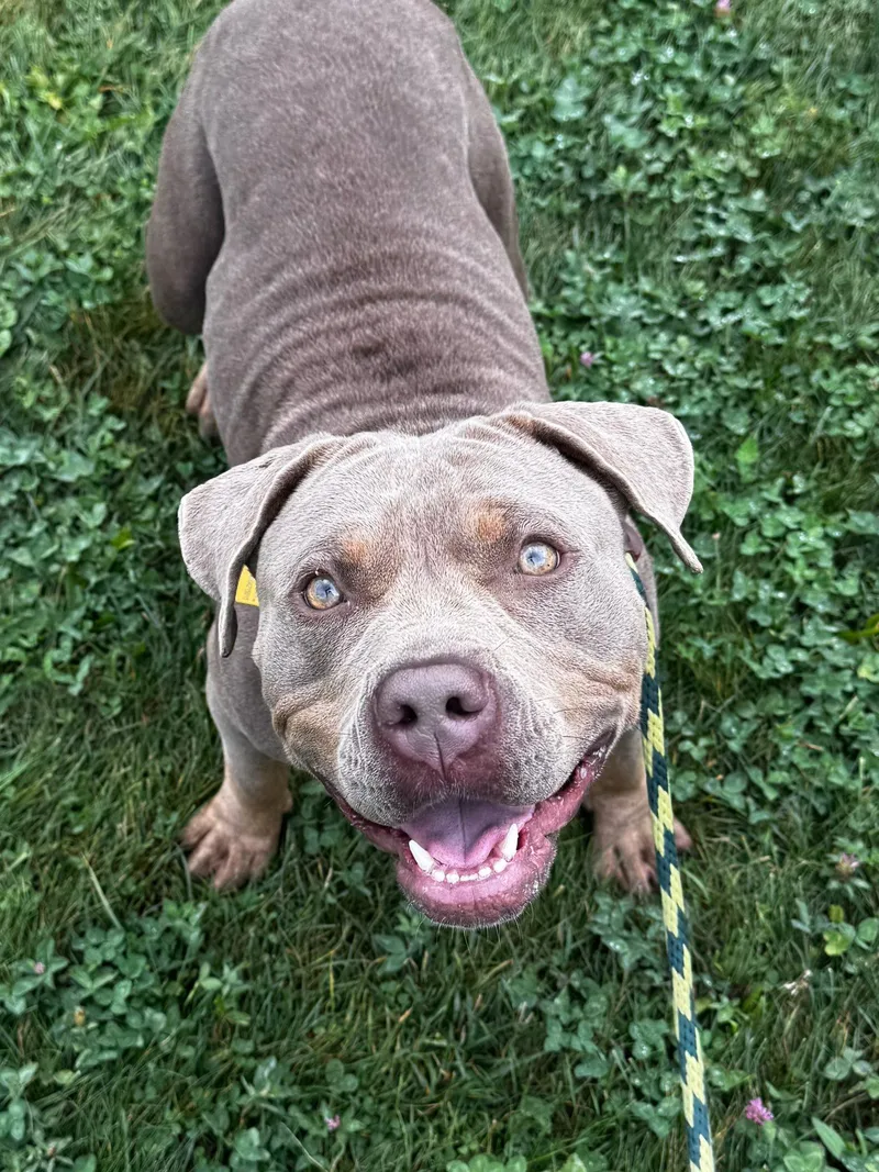 An adult large-sized female Yellow / Tan / Blond / Fawn Pit Bull Terrier dog named Portobello for adoption in Cleveland, OH