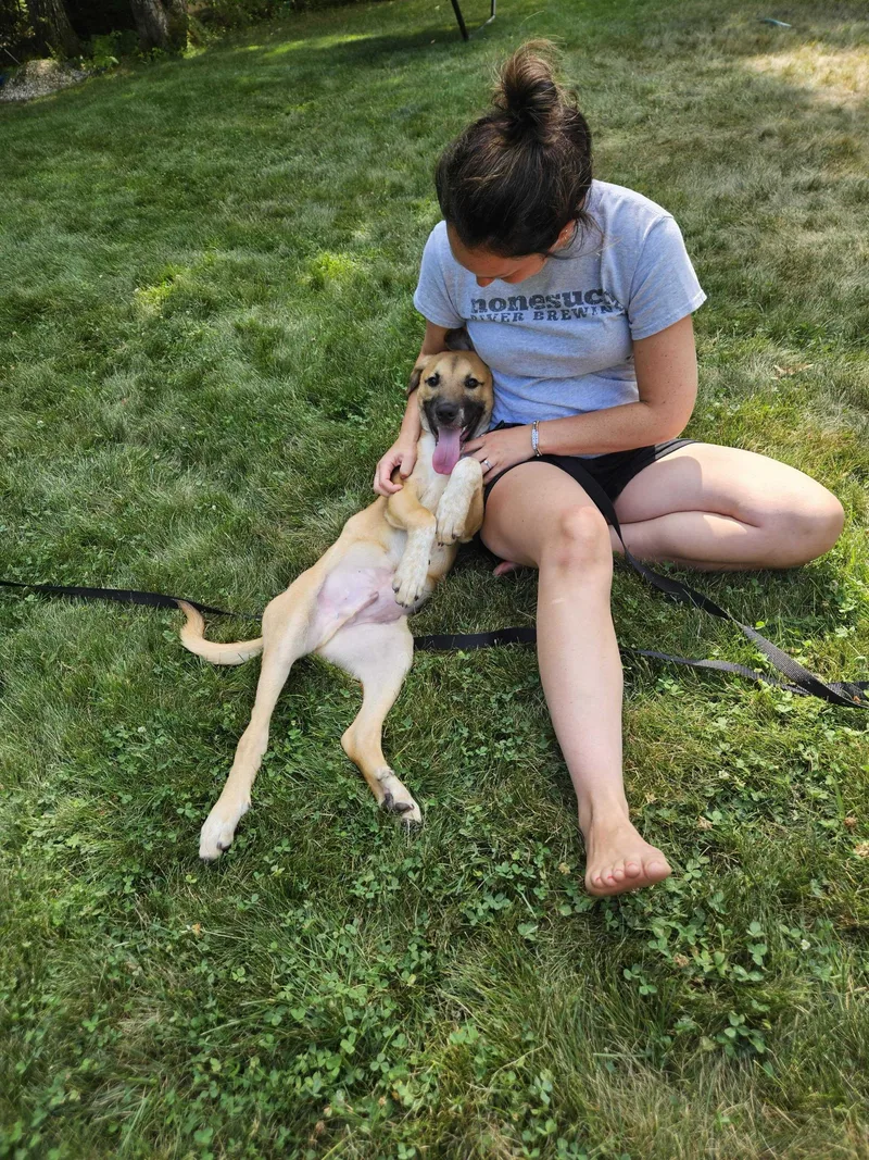 A young medium-sized male Mixed Breed dog named Auburn for adoption in Bowdoin, ME
