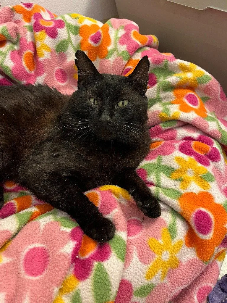 An adult medium-sized male Black Domestic Medium Hair cat named Ambrose for adoption in Battle Ground, WA