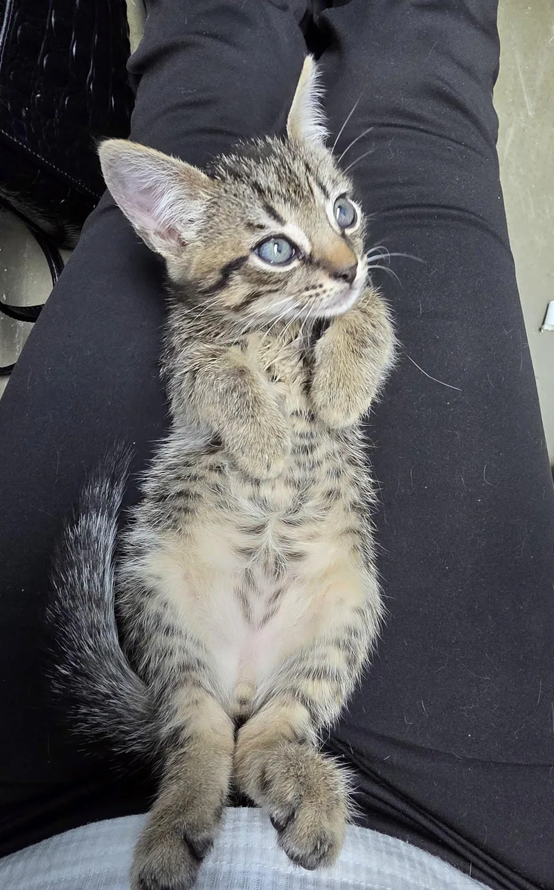 A baby medium-sized male Tabby cat named Bobbi for adoption in Magnolia Springs, AL