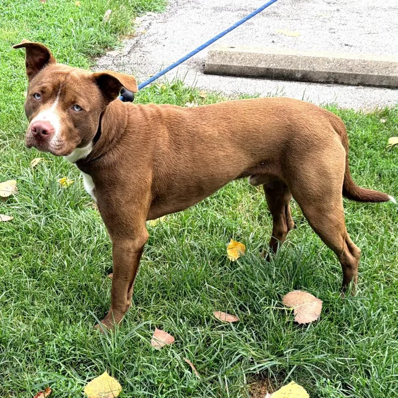 An adult medium-sized male Pit Bull Terrier dog named Drake for adoption in Warrensburg, MO