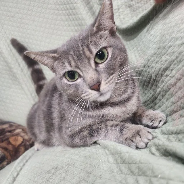 An adult medium-sized female Gray / Blue / Silver Domestic Short Hair cat named Maya for adoption in Boston, MA