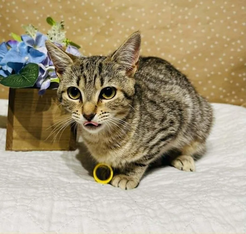A baby small-sized female Domestic Short Hair cat named Muffin for adoption in Groveland, MA