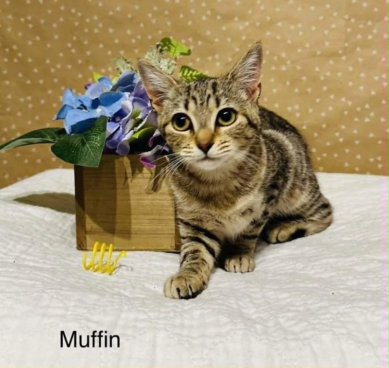Muffin thumbnail 4