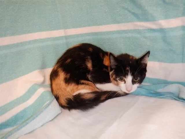 A baby small-sized female Domestic Short Hair cat named Natalie for adoption in San Jose, CA