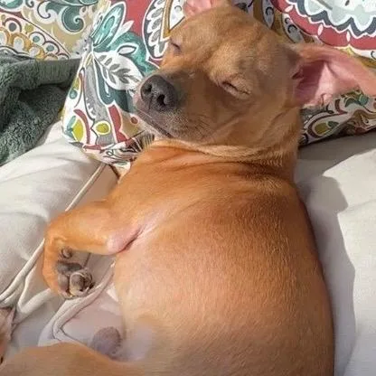 A young small-sized male Chihuahua dog named Bingo for adoption in Ferndale, WA