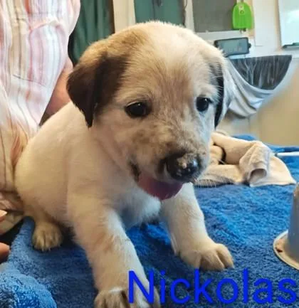 A baby large-sized male Border Collie dog named Nickolas for adoption in Kansas City, MO
