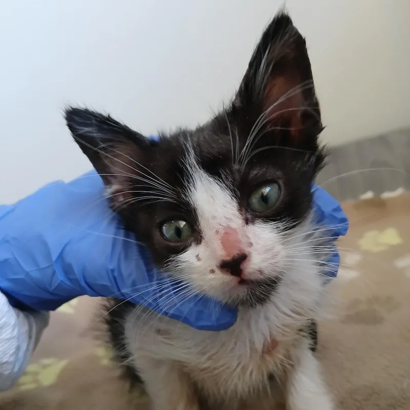 A baby small-sized male Black Domestic Short Hair cat named Ron for adoption in Kanab, UT