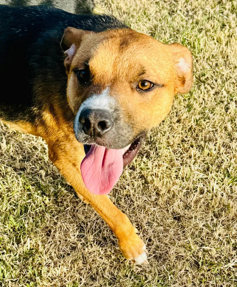 A young medium-sized male Foxhound dog named Hunter for adoption in Randleman, NC