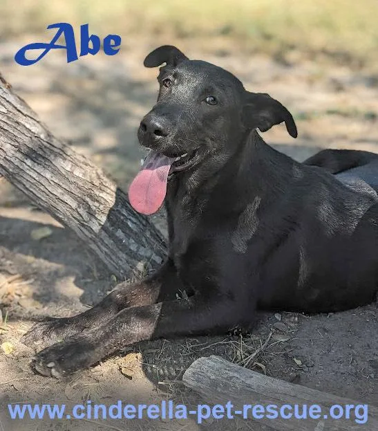 An adult medium-sized male Black Labrador Retriever dog named Abe for adoption in Mission, TX