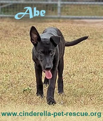 Abe thumbnail 2