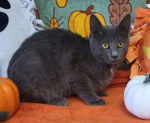 A young medium-sized female Domestic Short Hair cat named Ethel for adoption in Bucyrus, OH