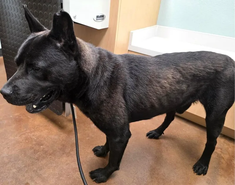 An adult large-sized male Black Chow Chow dog named Rocko for adoption in Dallas, TX