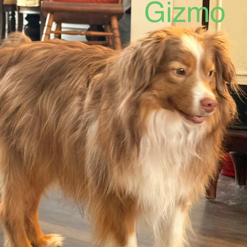 Gizmo