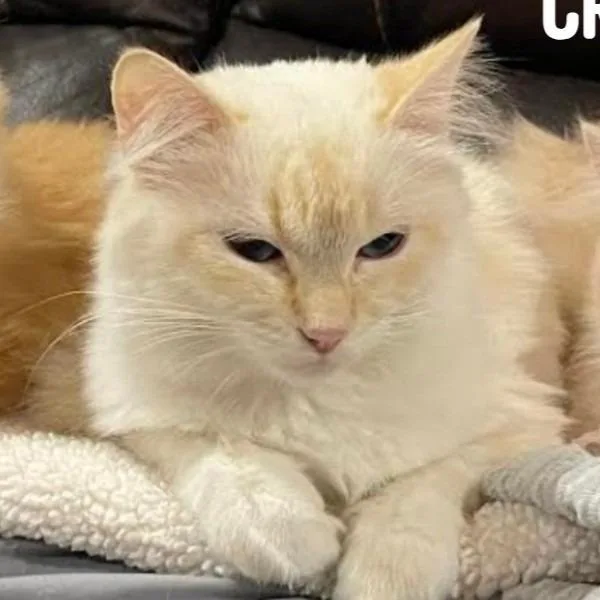 Tammy C thumbnail 2