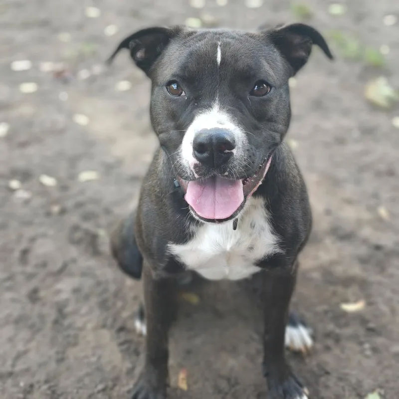 A young medium-sized female American Staffordshire Terrier dog named Mia Bella for adoption in Mount Pleasant, MI