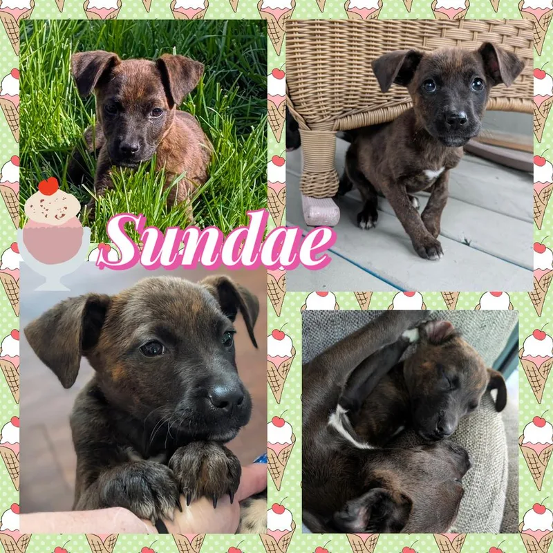 Sundae thumbnail 2