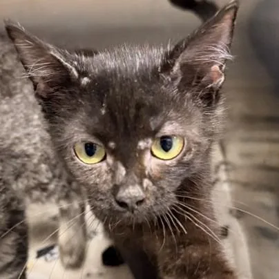 A baby small-sized female Domestic Medium Hair cat named Shitake for adoption in Horn Lake, MS