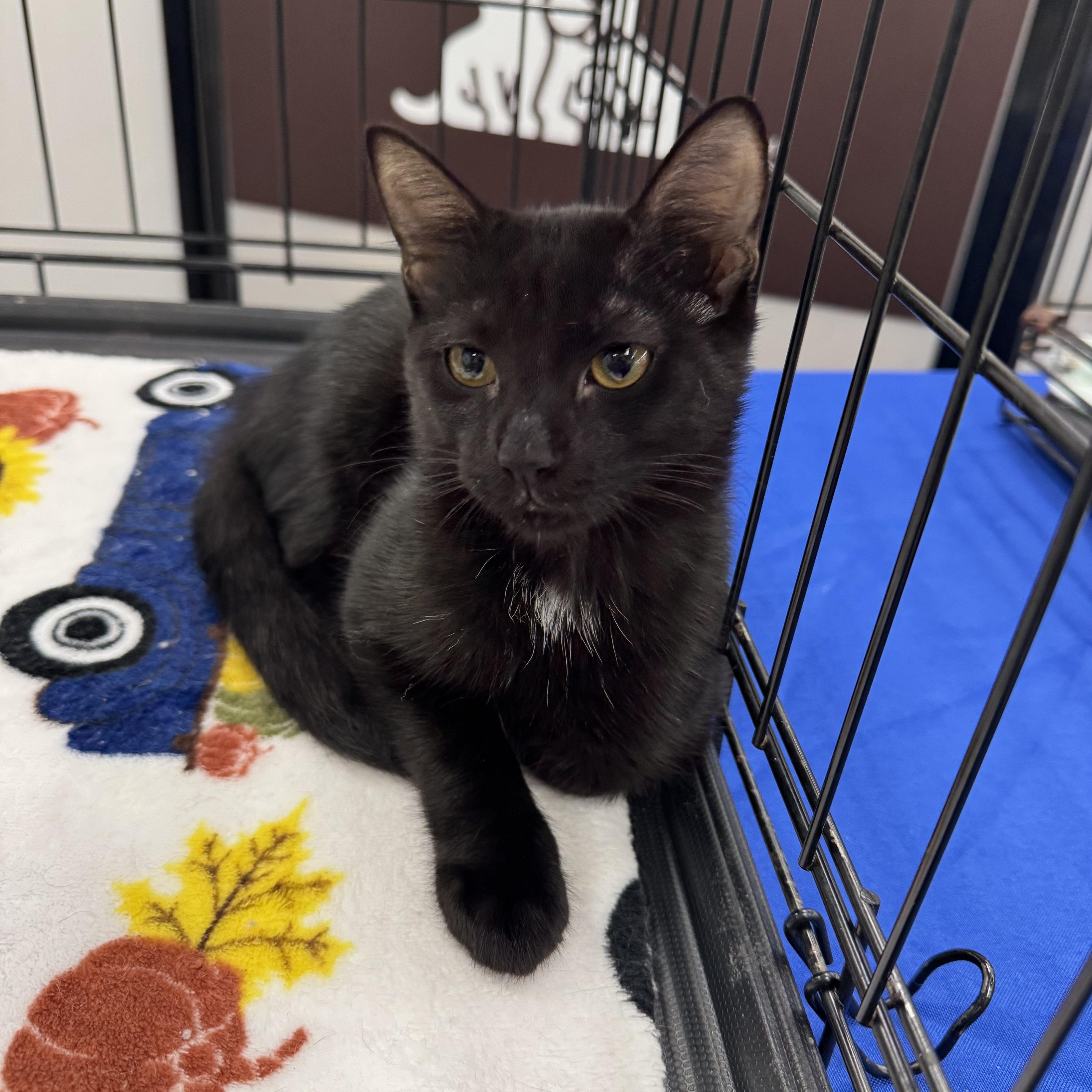A young medium-sized female Black Domestic Short Hair cat named Gypsy for adoption in Easley, SC