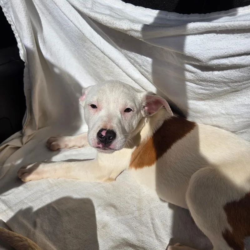 A baby small-sized female Brown / Chocolate Mixed Breed dog named Vinegar for adoption in Charleston, WV