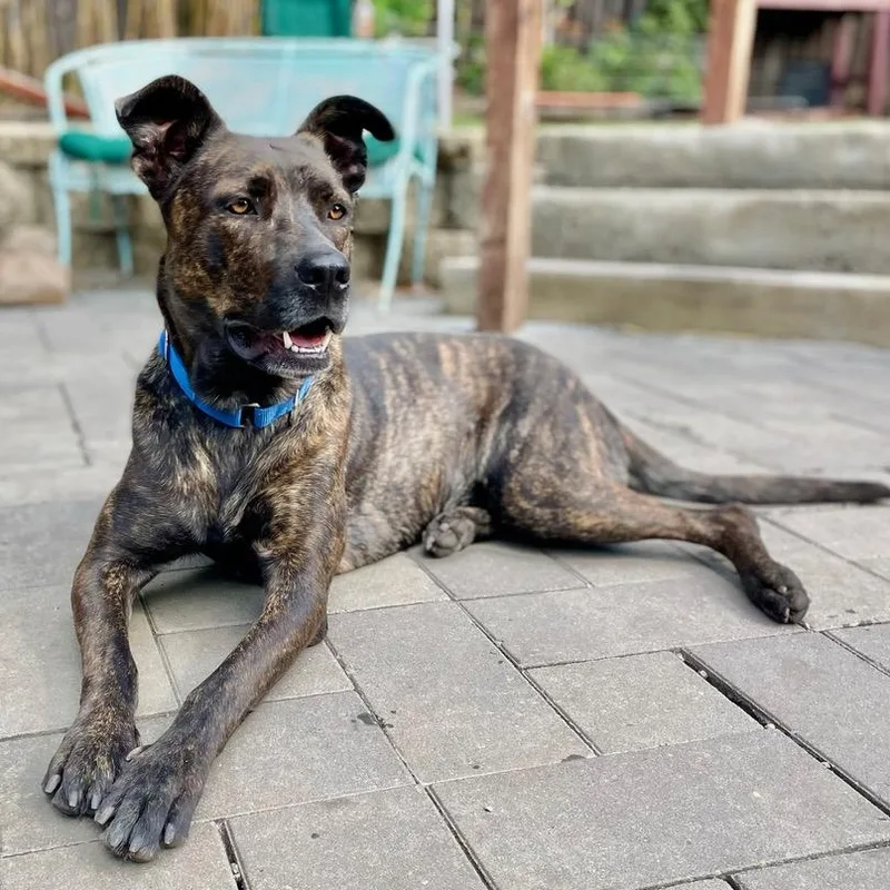 An adult large-sized female Brindle Belgian Shepherd / Malinois dog named Honey for adoption in Berkeley, CA
