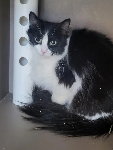 A young small-sized female Domestic Medium Hair cat named Squirt for adoption in Albuquerque, NM