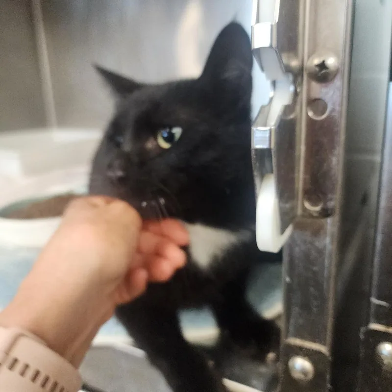 A young medium-sized male Black Domestic Short Hair cat named Mister for adoption in Evensville, TN