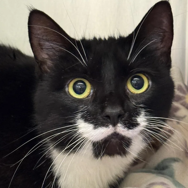 Oreo