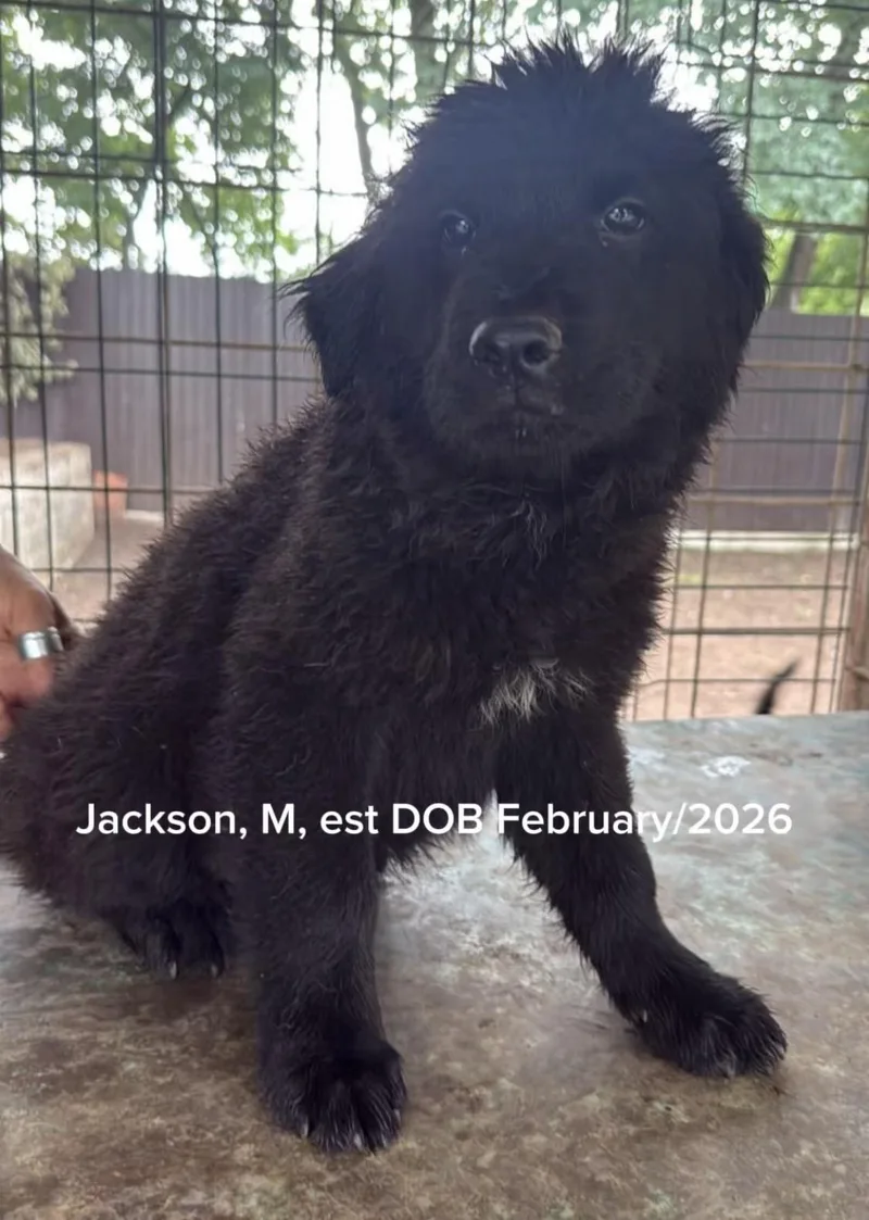 A baby medium-sized male Black Newfoundland Dog dog named Jackson for adoption in Shrewsbury, MA