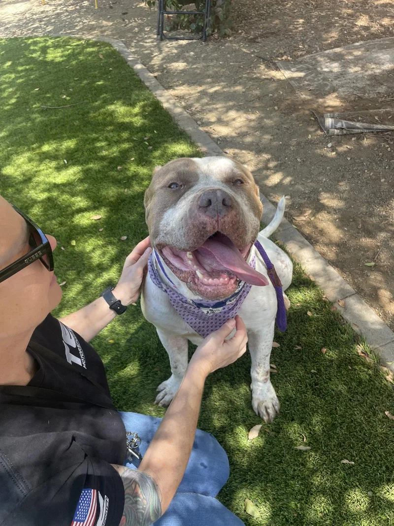 An adult large-sized female American Staffordshire Terrier dog named Sugar for adoption in San Diego, CA