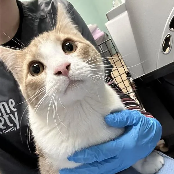 An adult medium-sized male Buff / Tan / Fawn Domestic Short Hair cat named Piglet for adoption in Tacoma, WA
