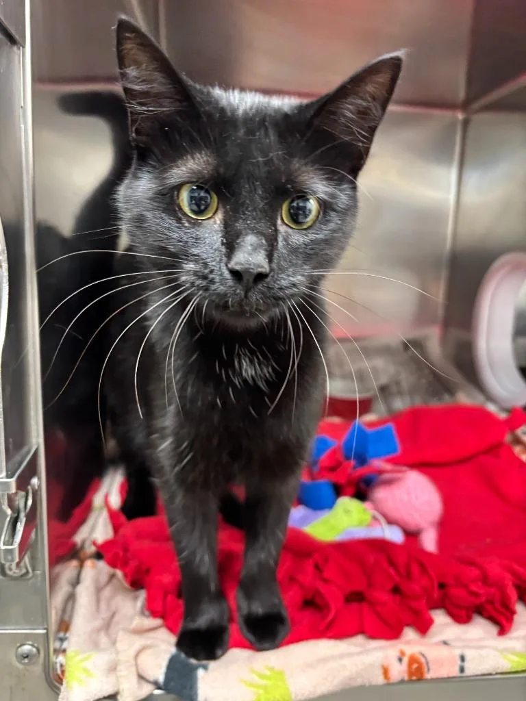 A young medium-sized female Domestic Short Hair cat named Raven for adoption in Findlay, OH