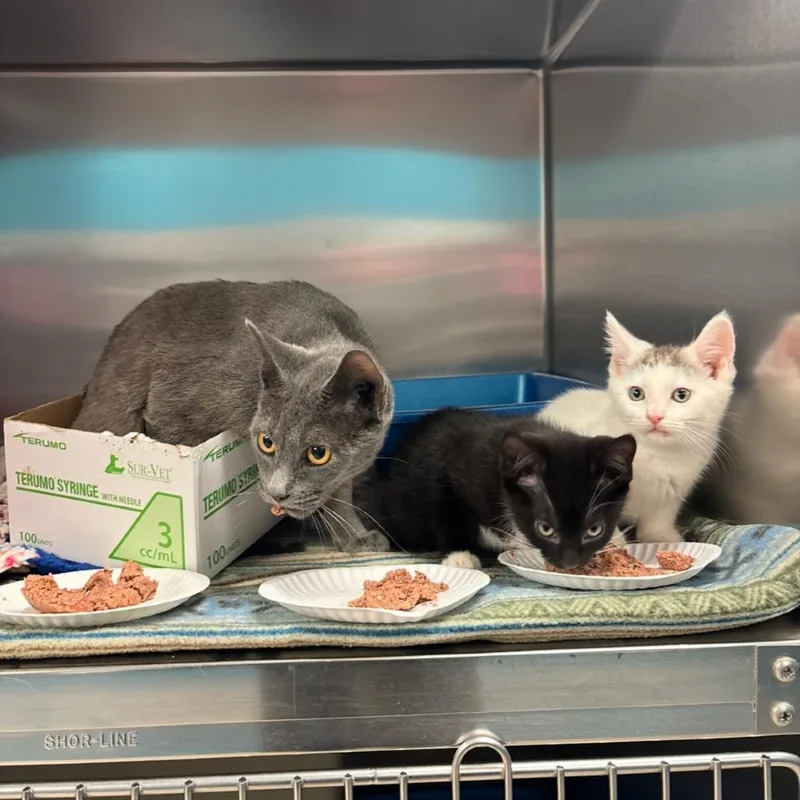 An adult medium-sized female Gray / Blue / Silver Domestic Short Hair cat named Zara for adoption in Vineland, NJ