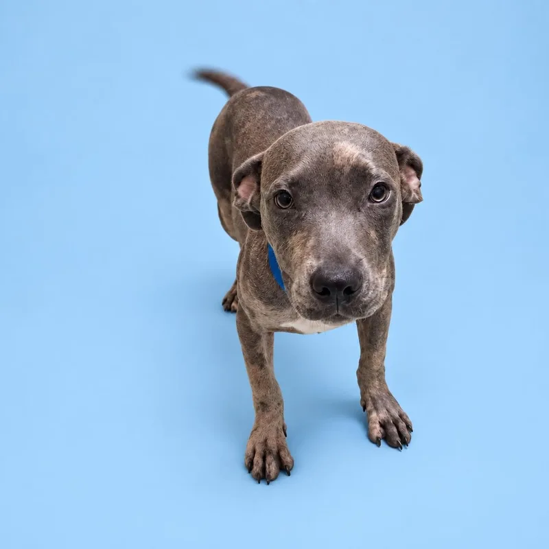 A baby medium-sized male Merle (Blue) Pit Bull Terrier dog named Bruno for adoption in Valdosta, GA
