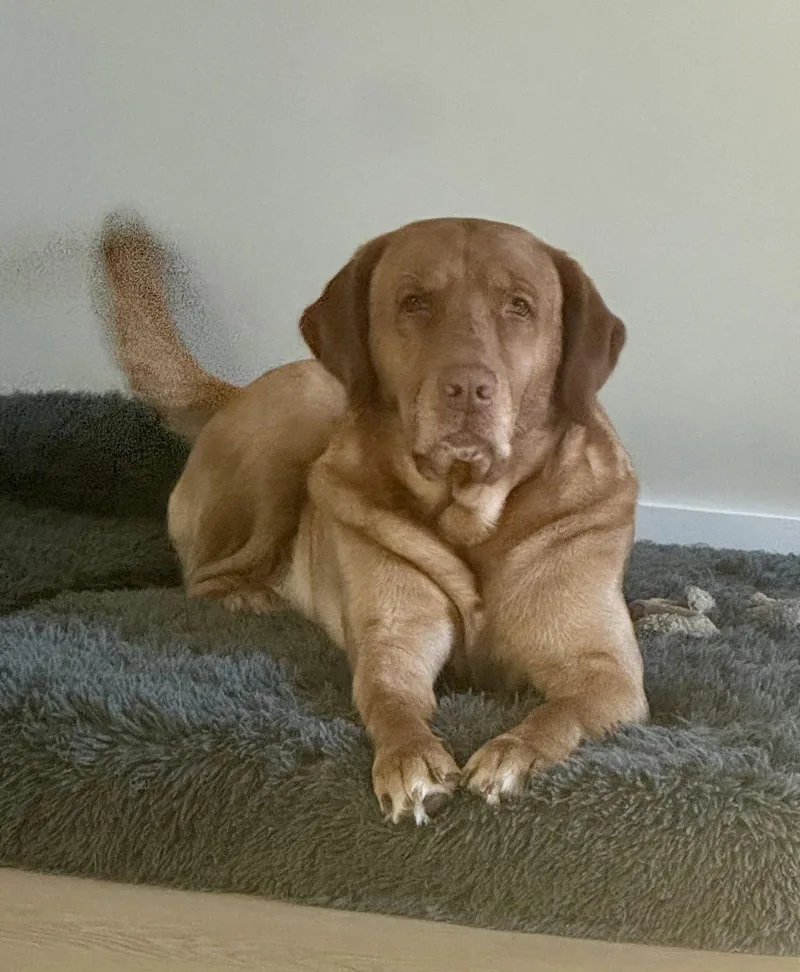 An adult large-sized male Labrador Retriever dog named Ragnar for adoption in Royal Palm Beach, FL