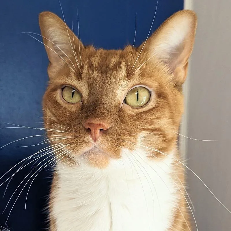 An adult large-sized male Domestic Short Hair cat named Simon for adoption in Yankton, SD