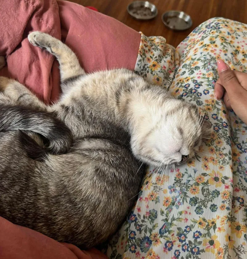 Sprinkles thumbnail 4