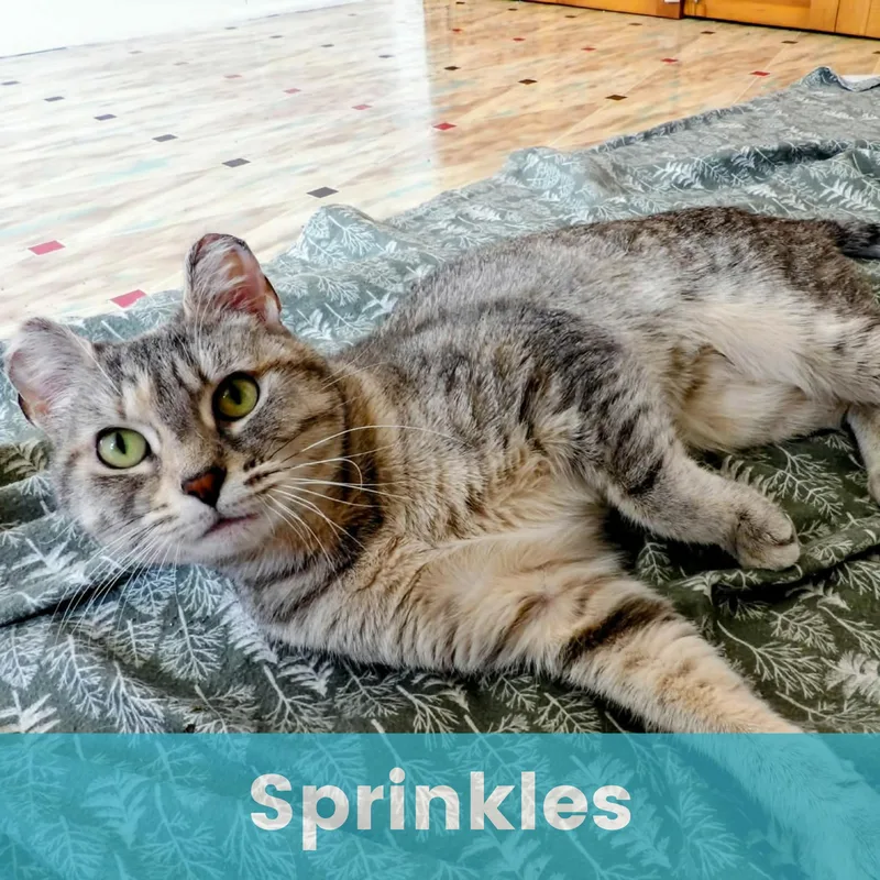 Sprinkles