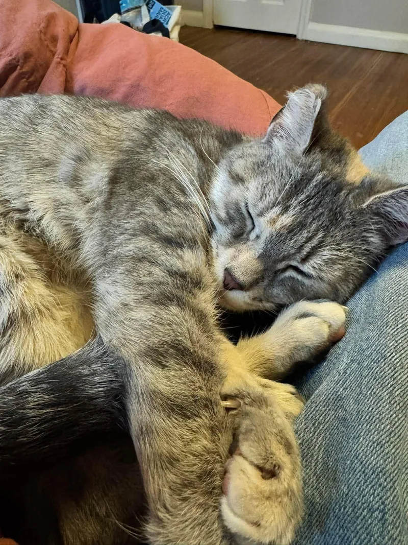 Sprinkles thumbnail 6