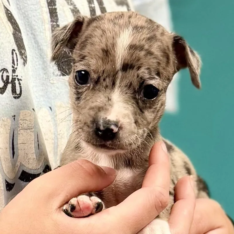 A baby small-sized female Merle (Blue) Mixed Breed dog named Olive Arriving In for adoption in Berwick, ME