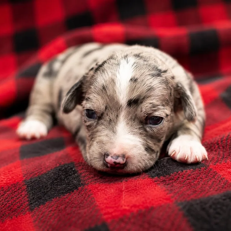 Olive  Arriving In thumbnail 2