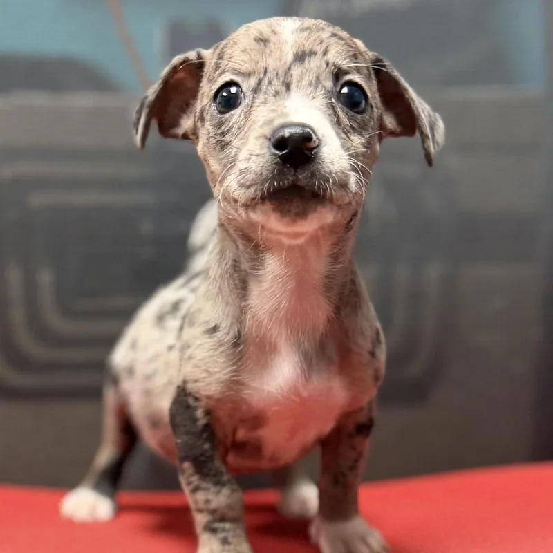 Olive  Arriving In thumbnail 4