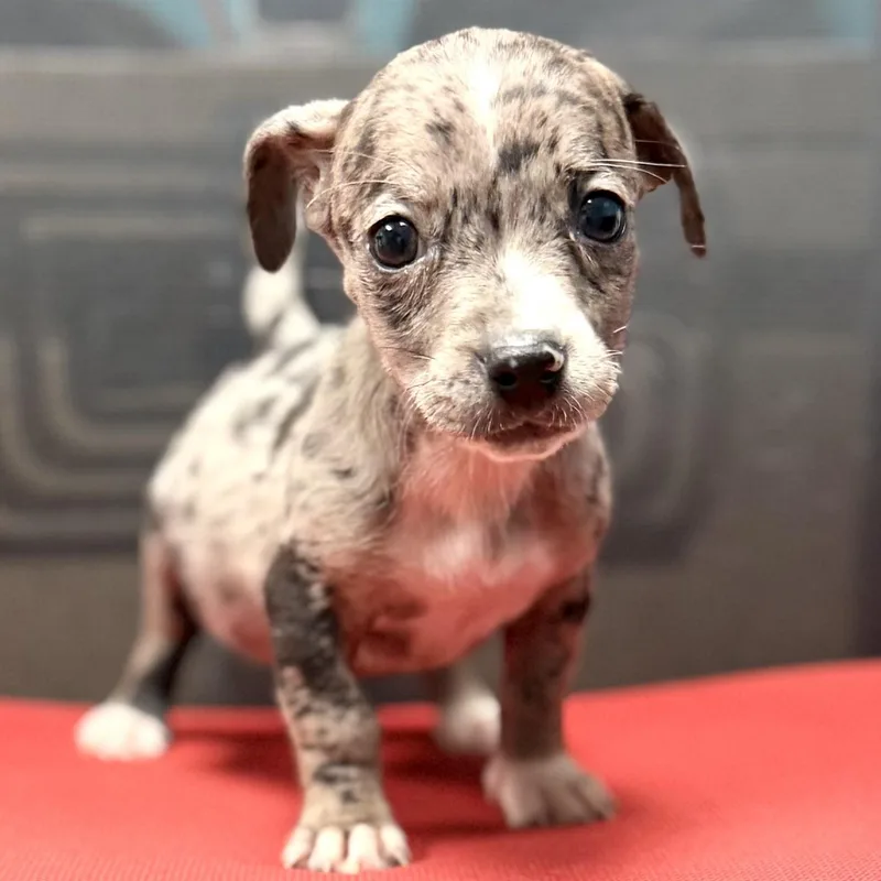 Olive  Arriving In thumbnail 6
