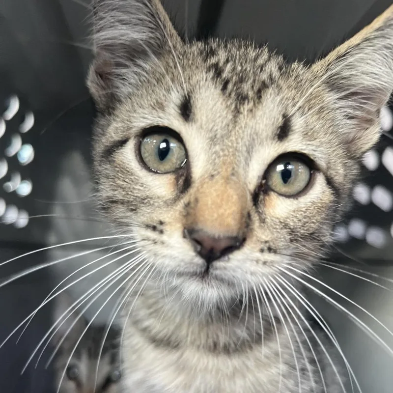 A baby small-sized male Brown / Chocolate Domestic Short Hair cat named Tommy for adoption in Lake Jackson, TX