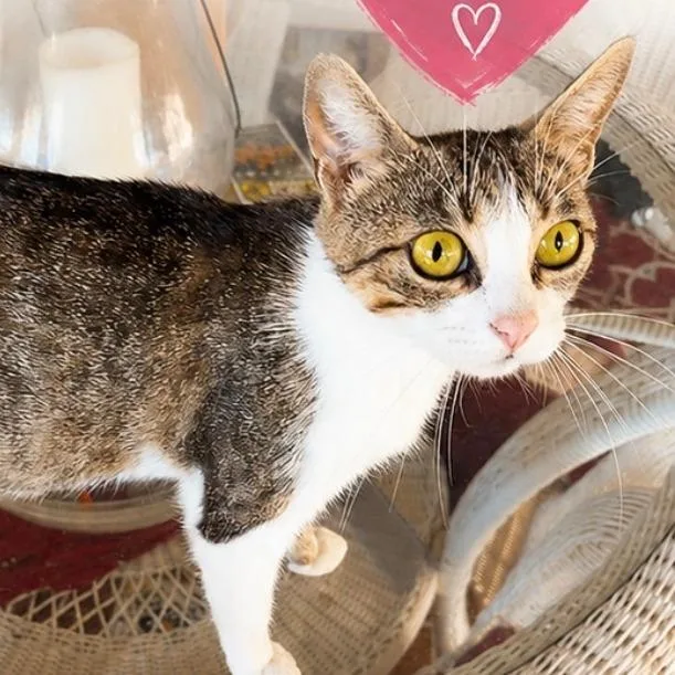A young small-sized female Brown / Chocolate Domestic Short Hair cat named Queenie for adoption in Houston, TX