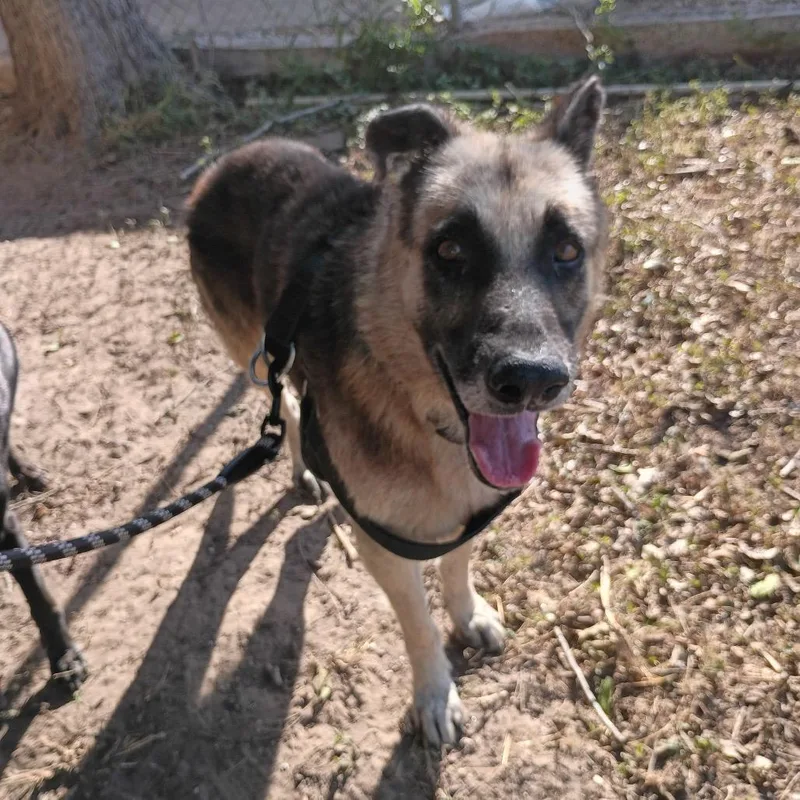 A senior medium-sized male German Shepherd Dog dog named Noah for adoption in Stephens City, VA